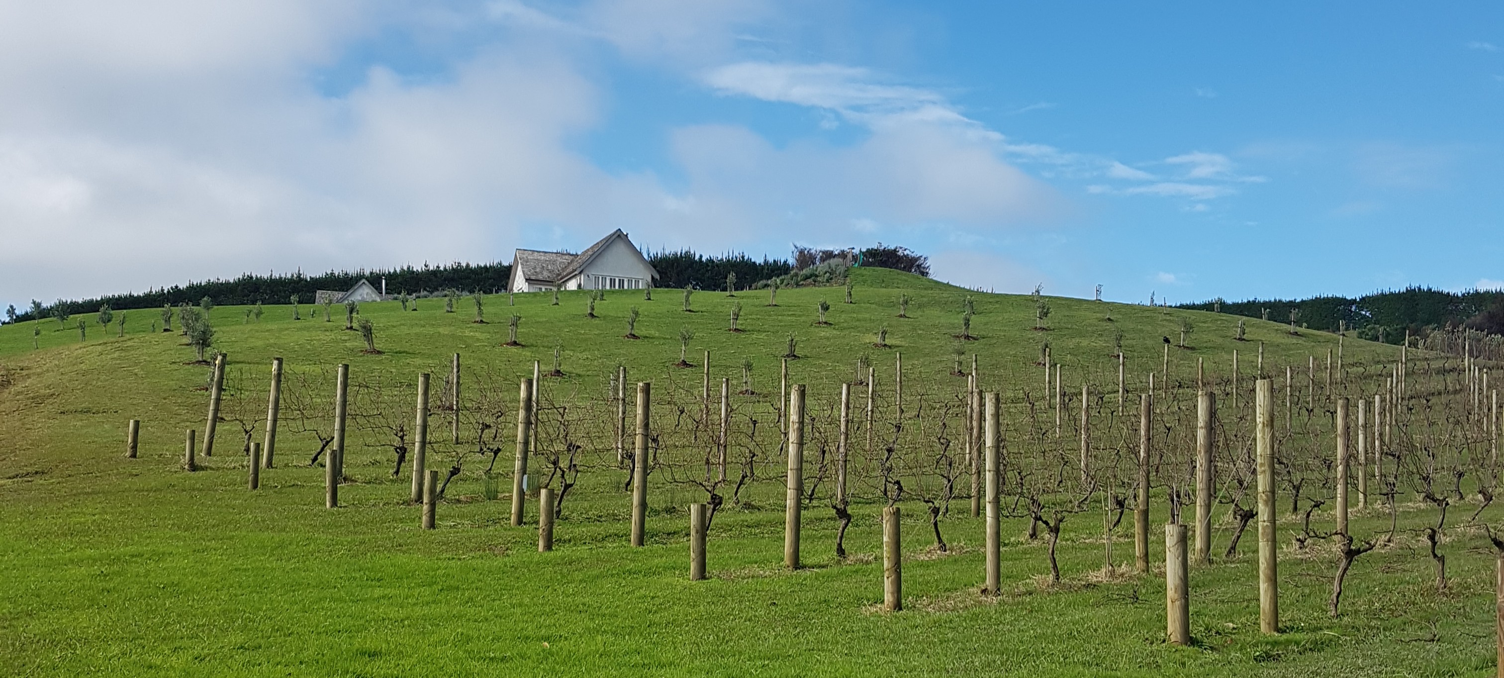 Mudbrick Vineyard on Waiheke Island