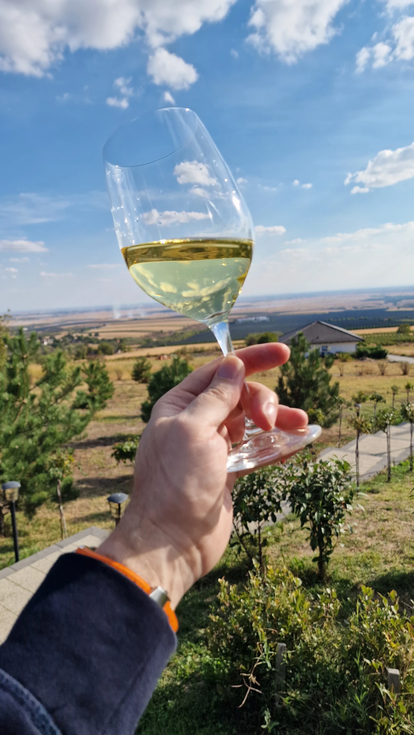 A glass of white wine above the Srem landscape