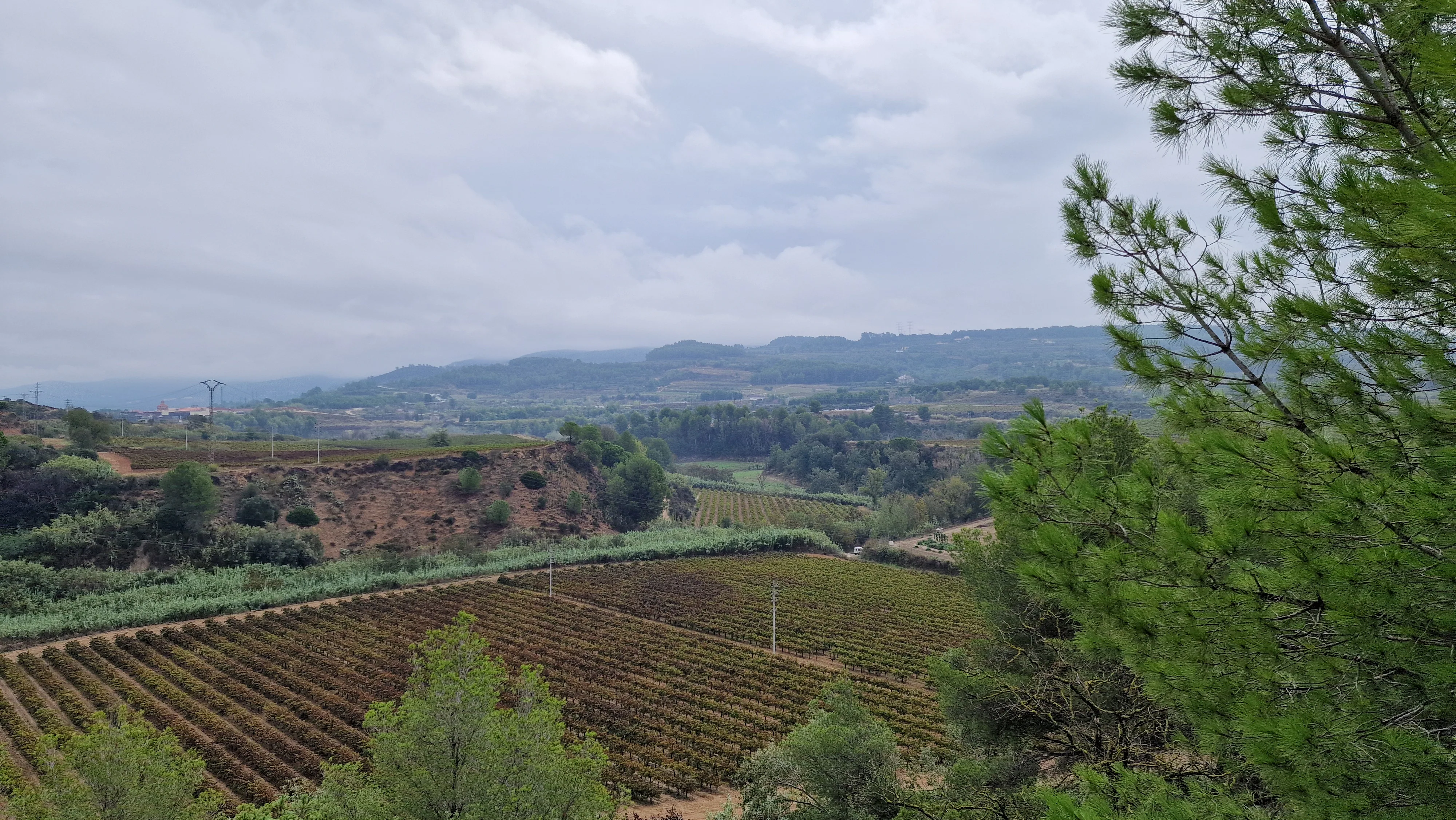 Castellroig Vermell photo 2