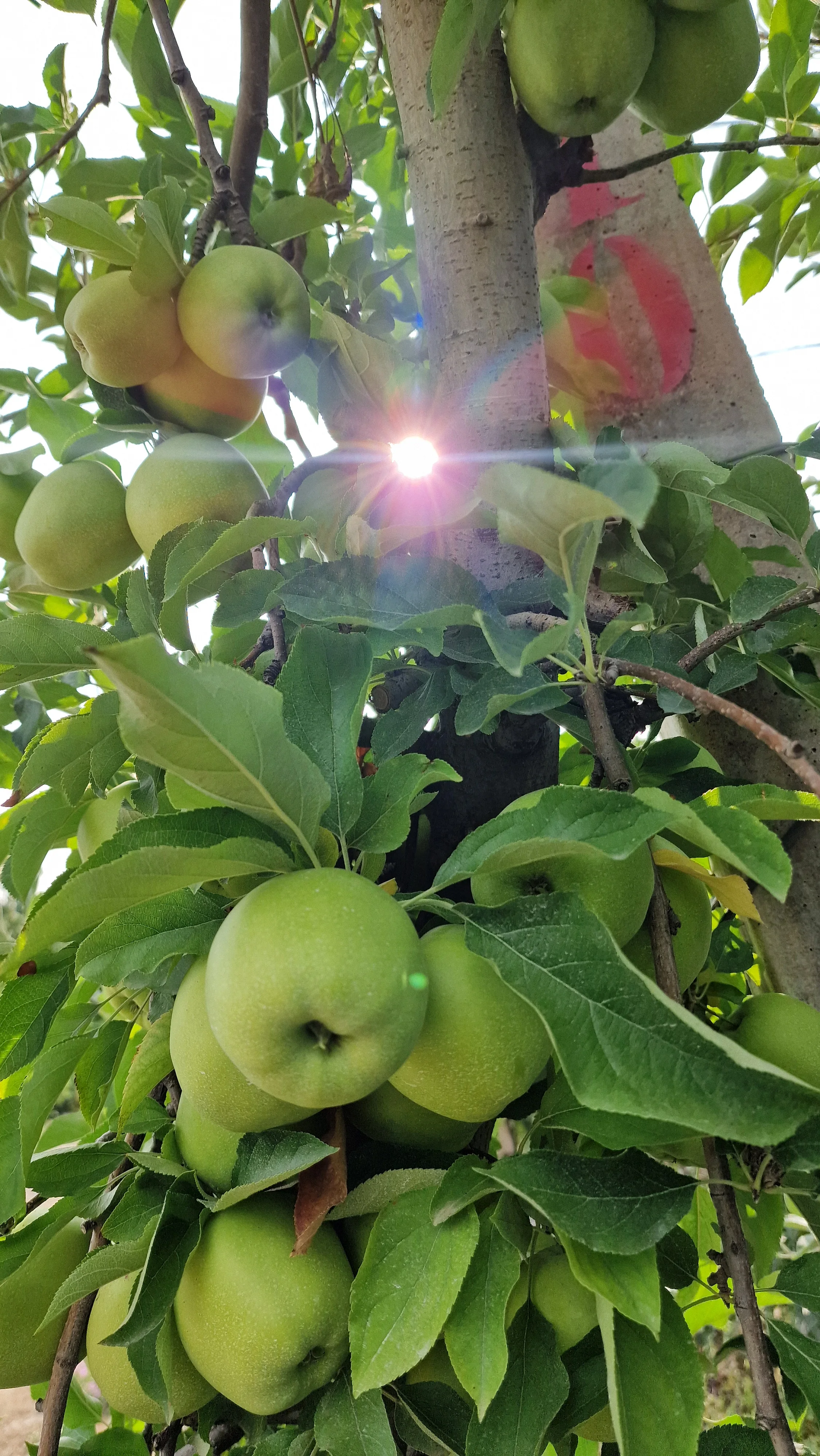 Apples at Deuri&cacute; estate