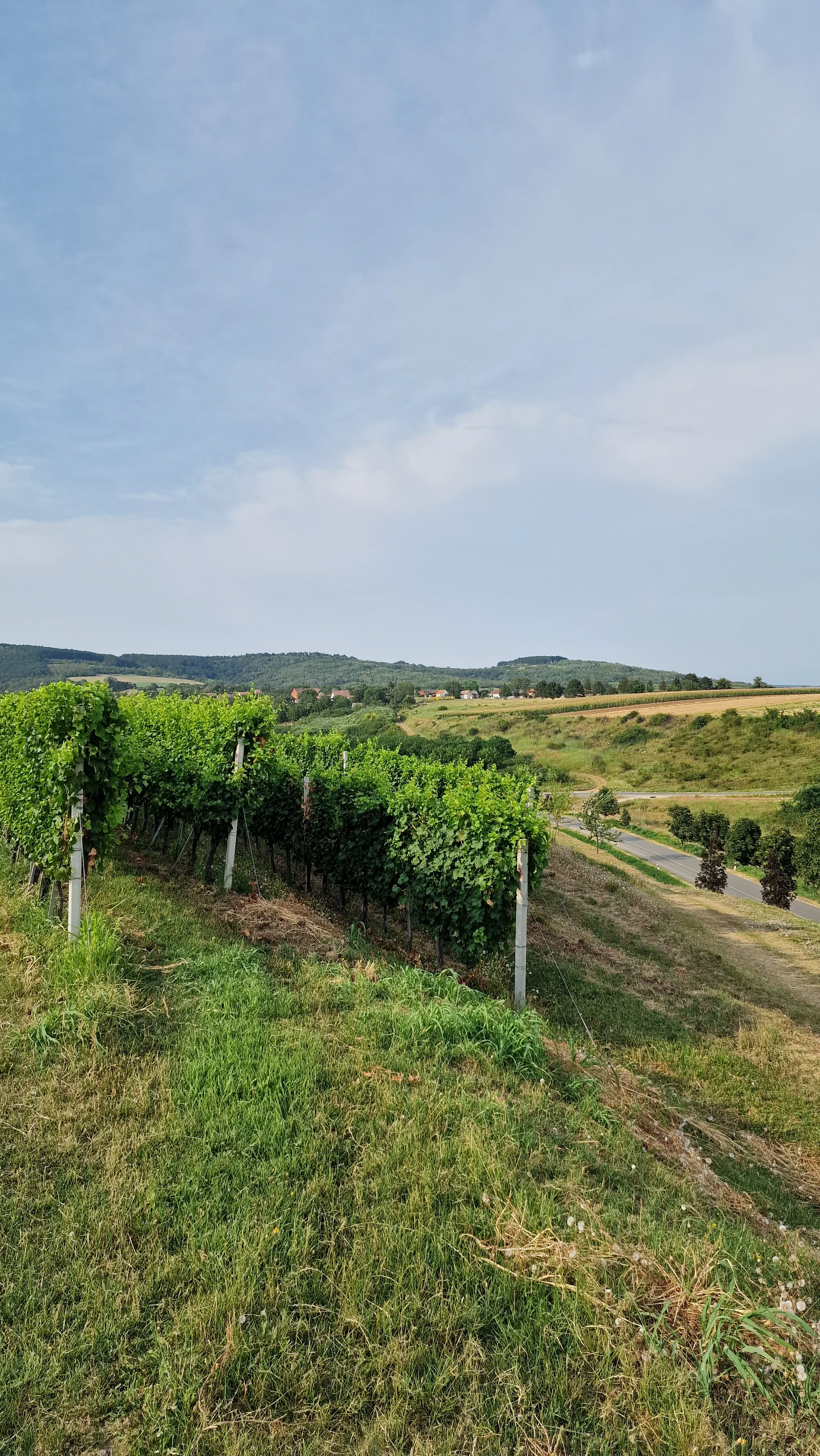 Fru&scaron;ka Gora vineyards at Deuri&cacute;