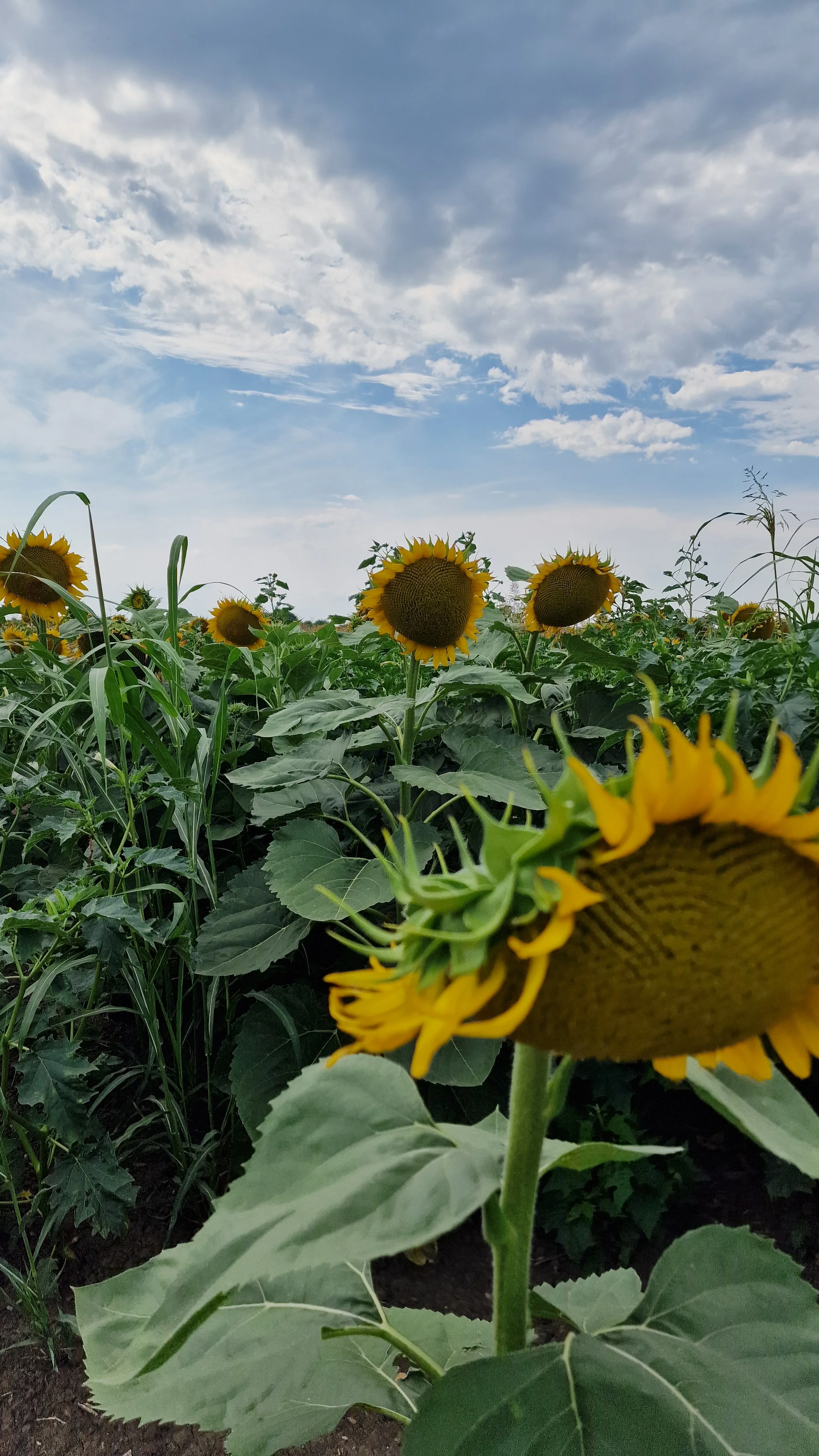 Sunflowers near Fru&scaron;ka Gora