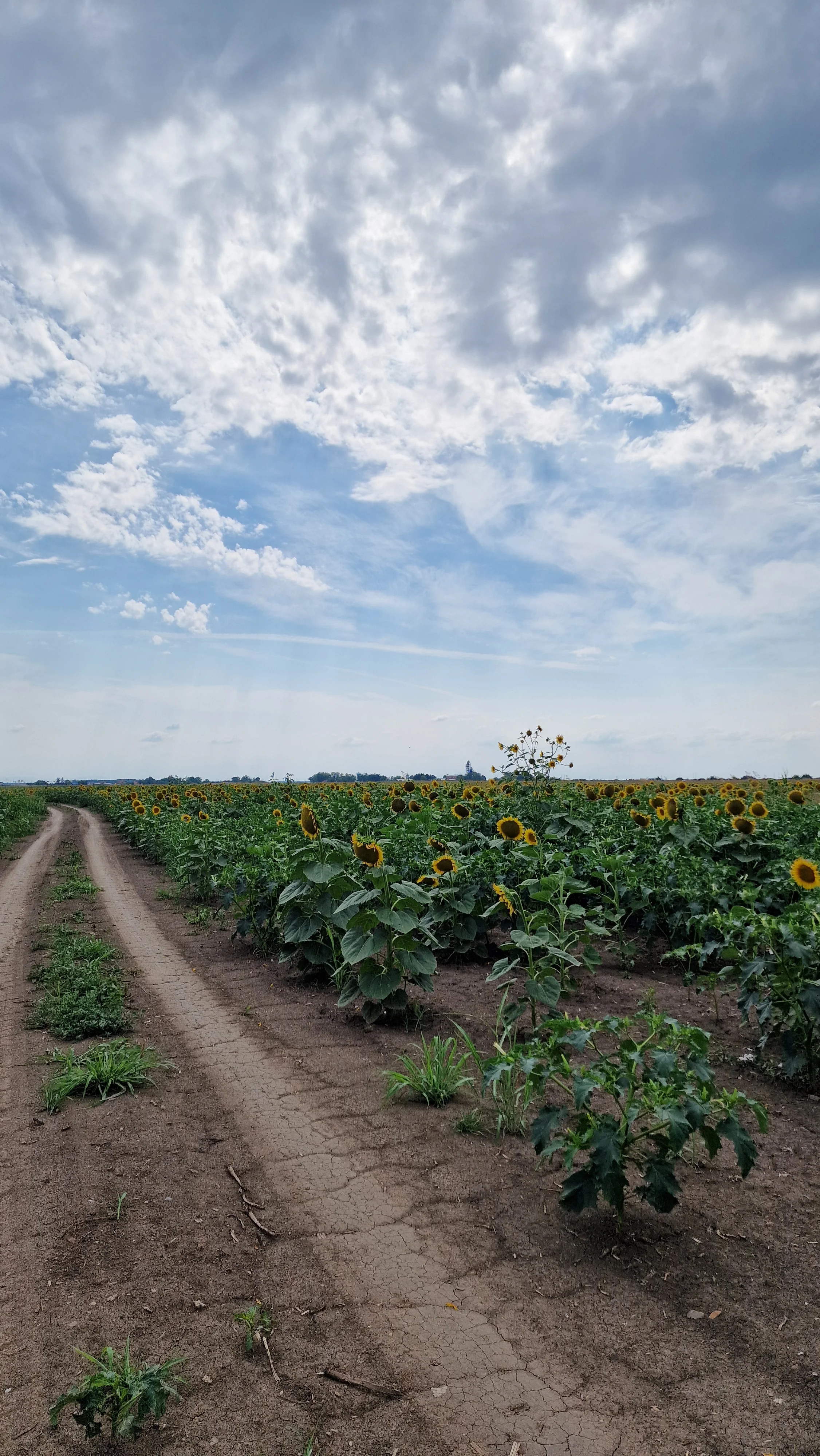 Pannonian fields near Fru&scaron;ka Gora